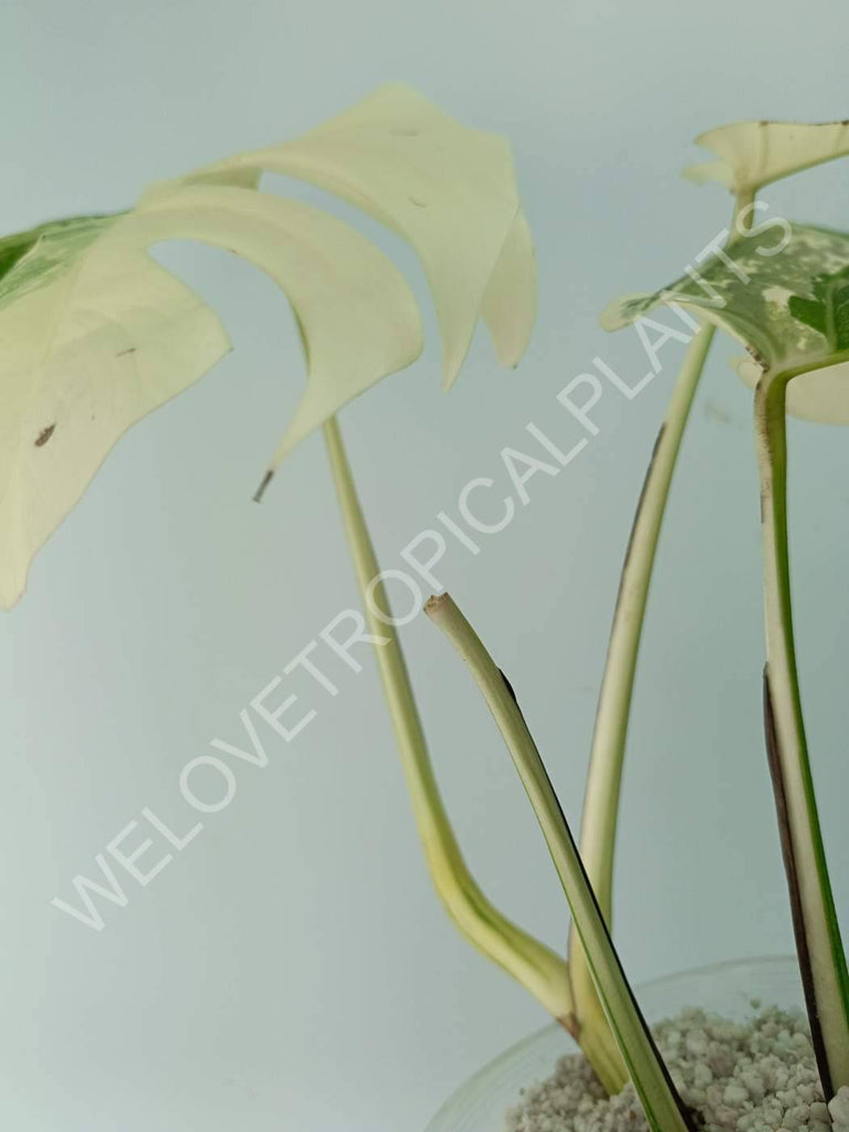 Monstera variegata albo extra white