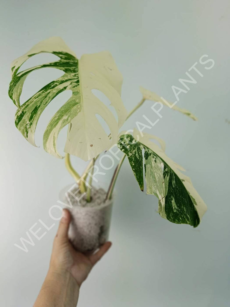 Monstera variegata albo extra white