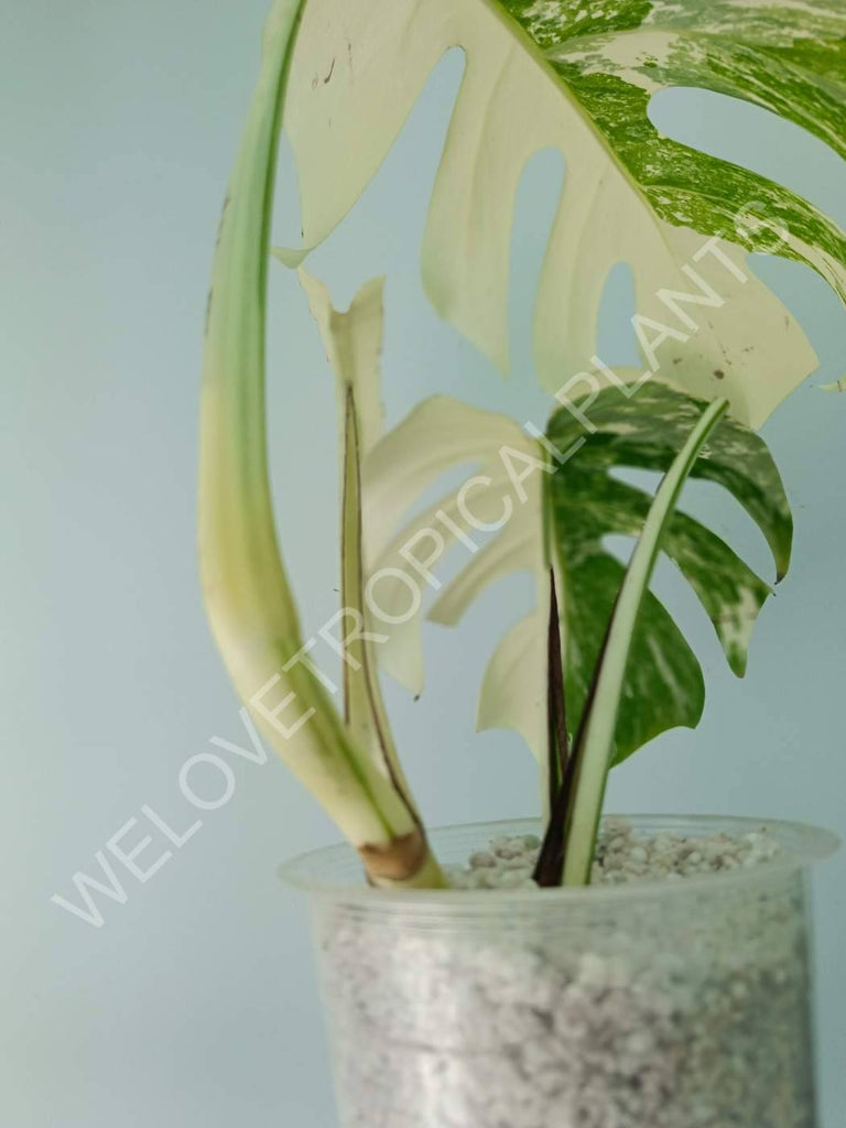 Monstera variegata albo extra white