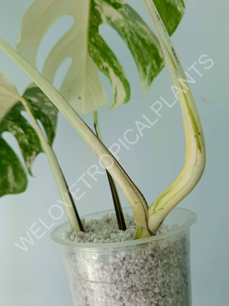 Monstera variegata albo extra white