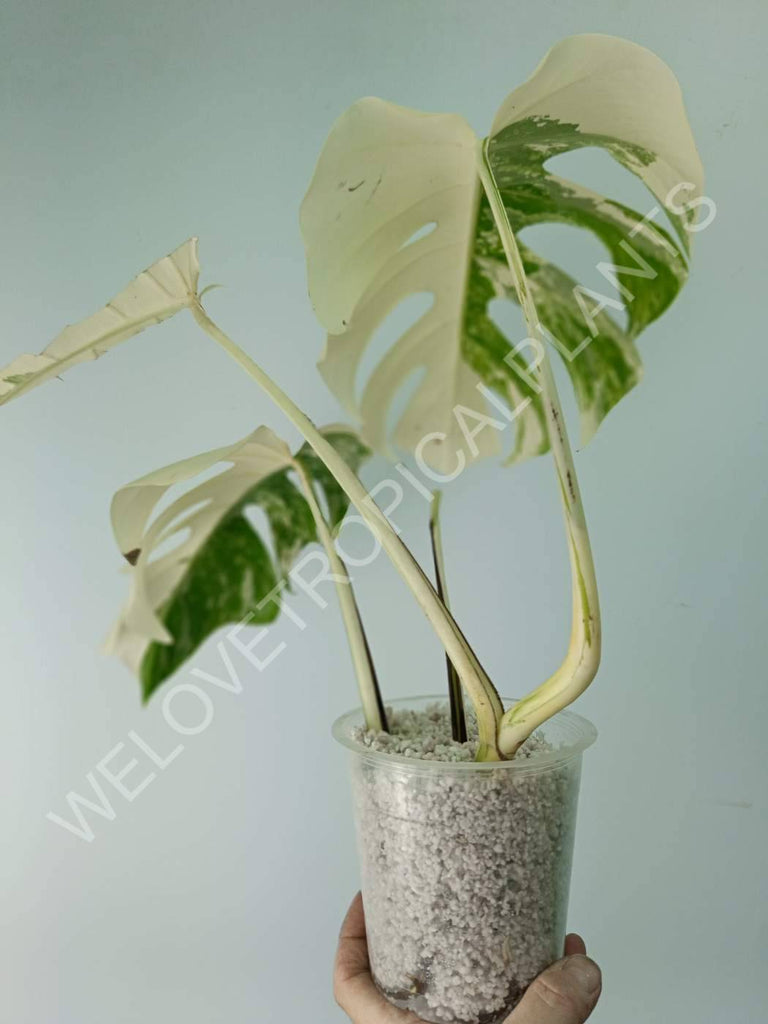 Monstera variegata albo extra white