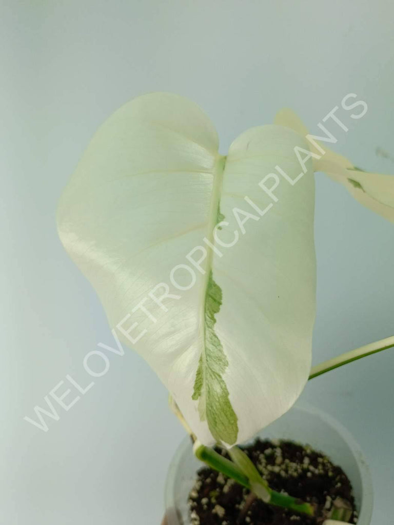 Monstera variegata albo extra white