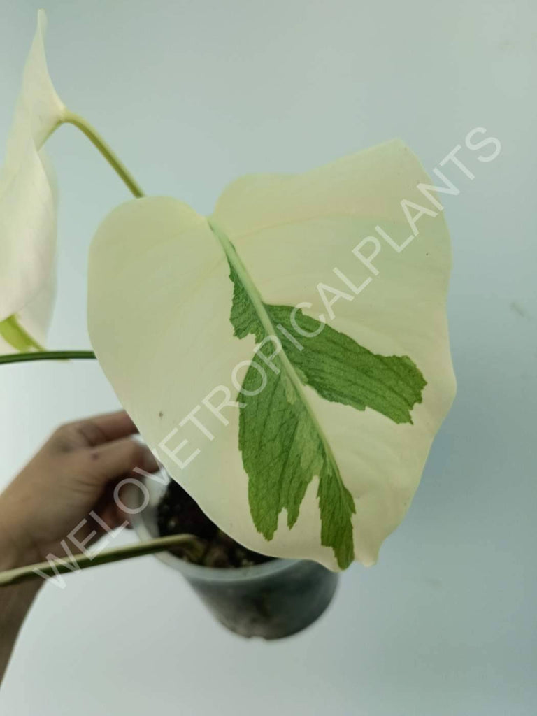 Monstera variegata albo extra white