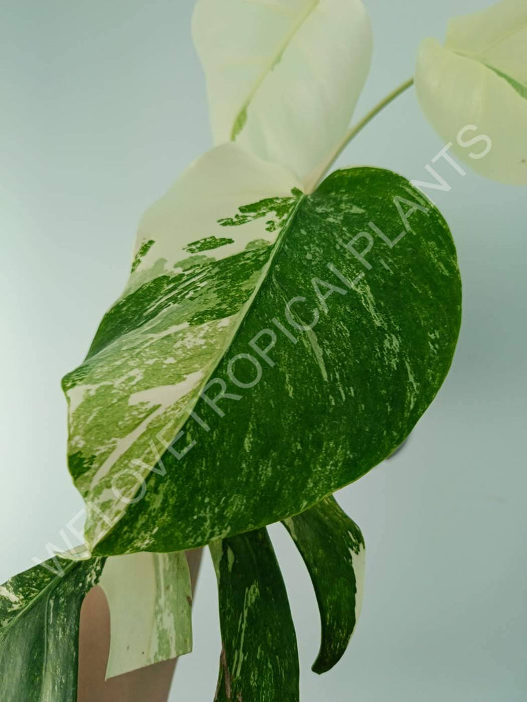 Monstera variegata albo extra white