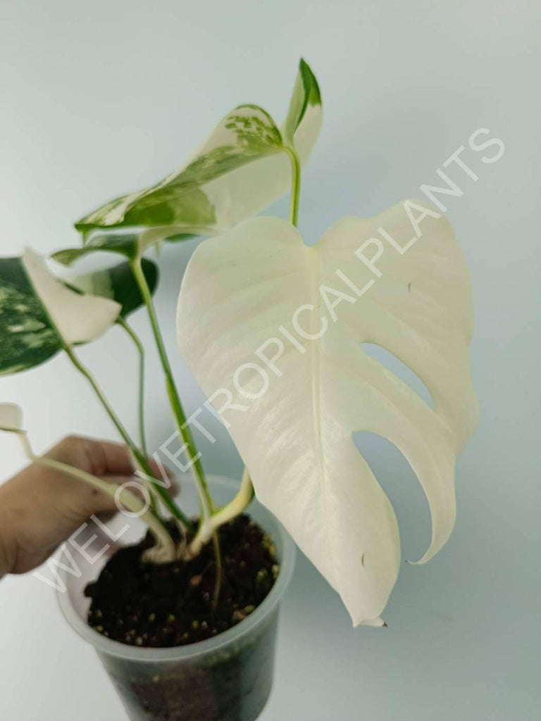 Monstera variegata albo extra white