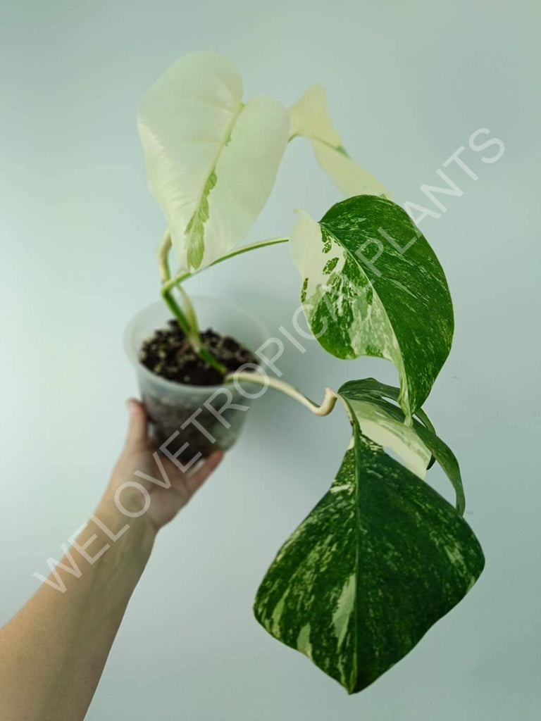 Monstera variegata albo extra white