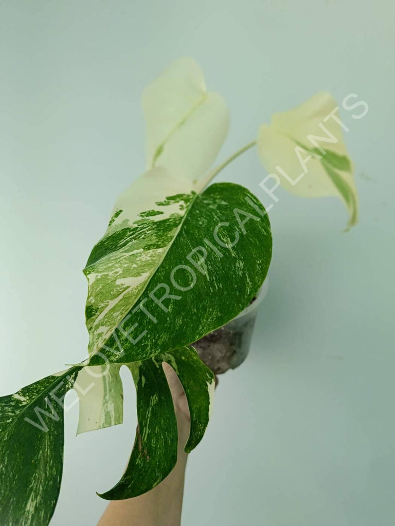 Monstera variegata albo extra white