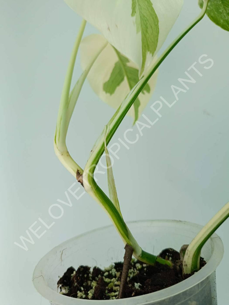 Monstera variegata albo extra white