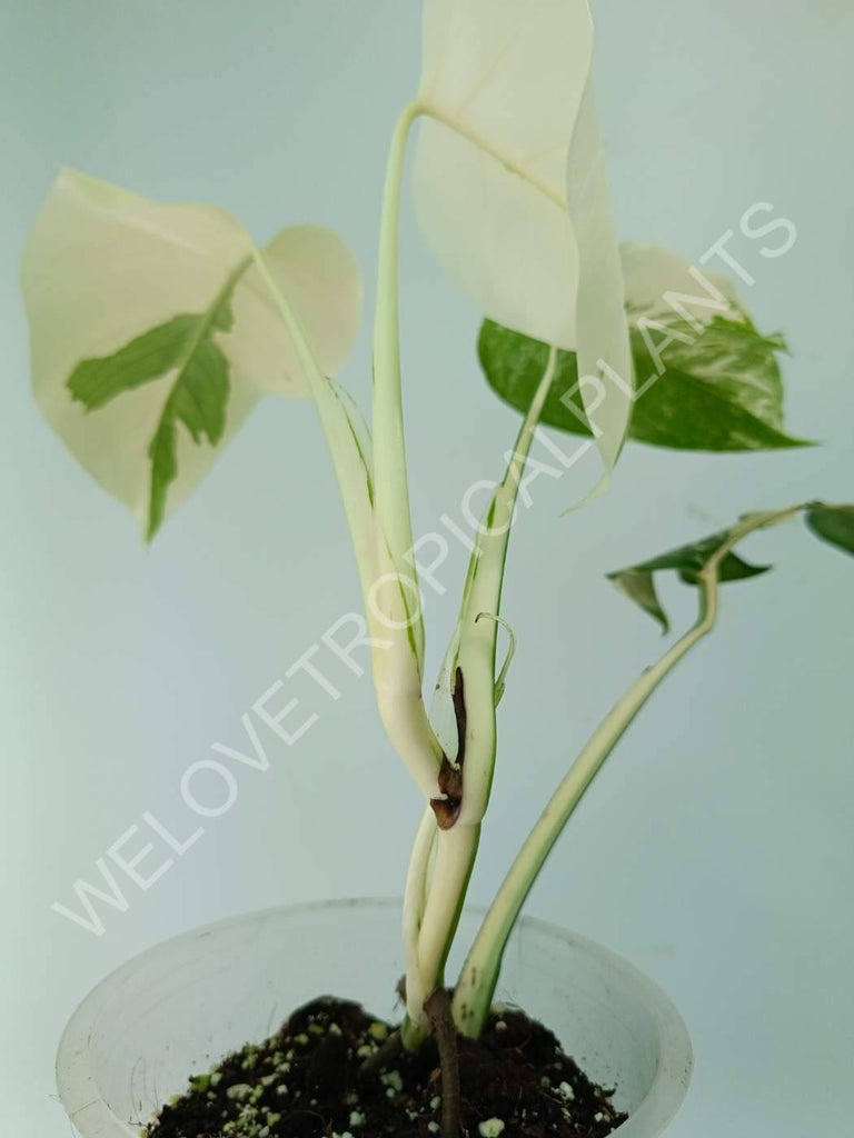 Monstera variegata albo extra white