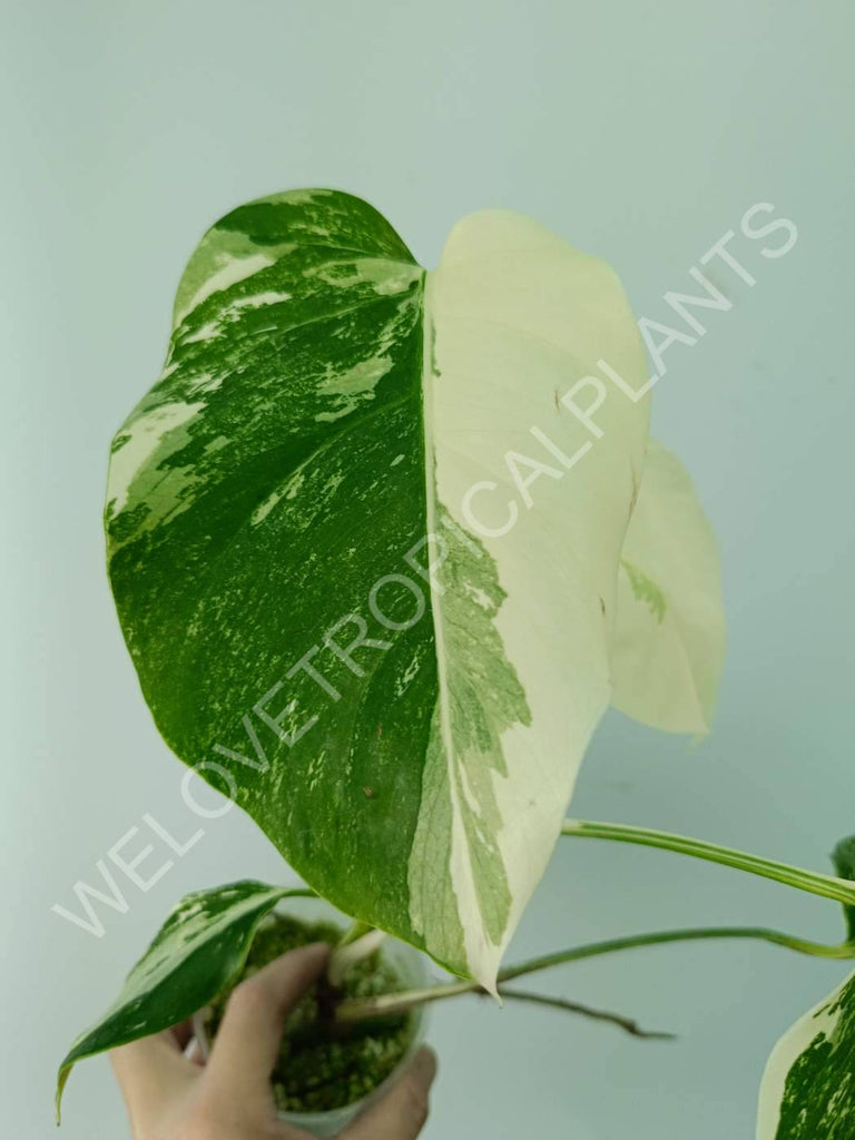 Monstera variegata albo extra white