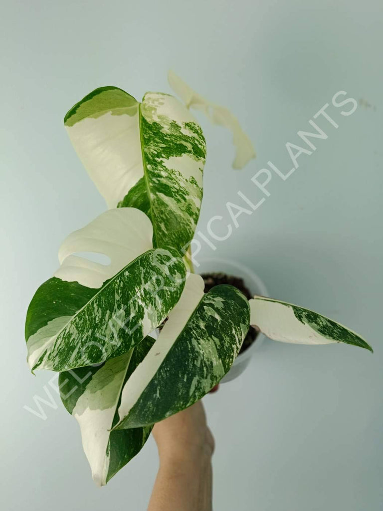 Monstera variegata albo extra white