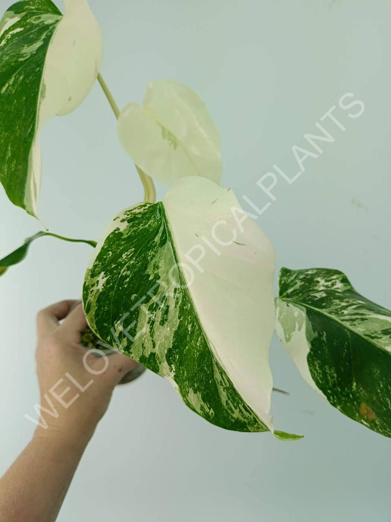 Monstera variegata albo extra white