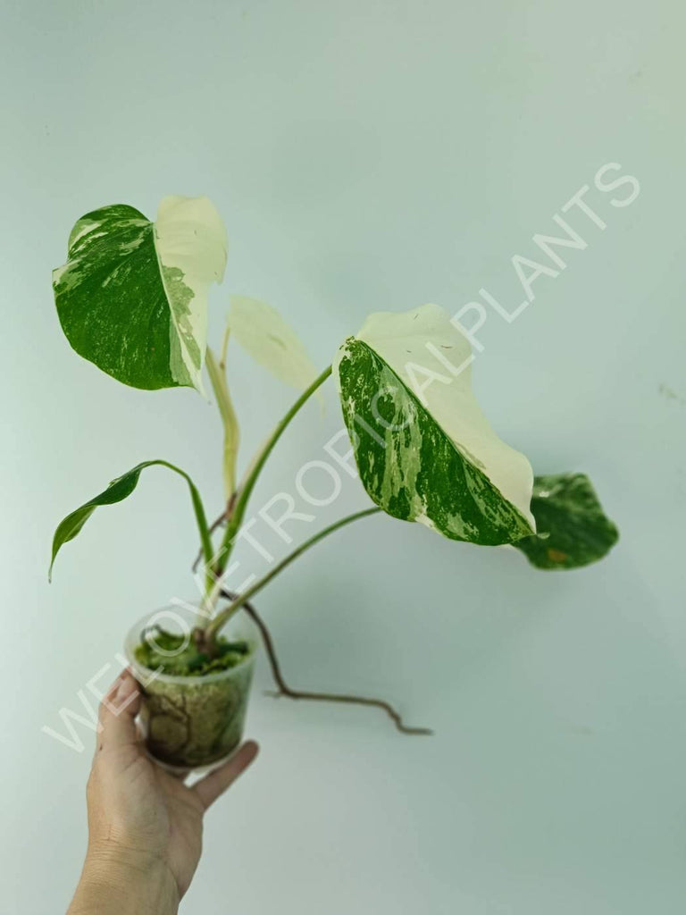 Monstera variegata albo extra white