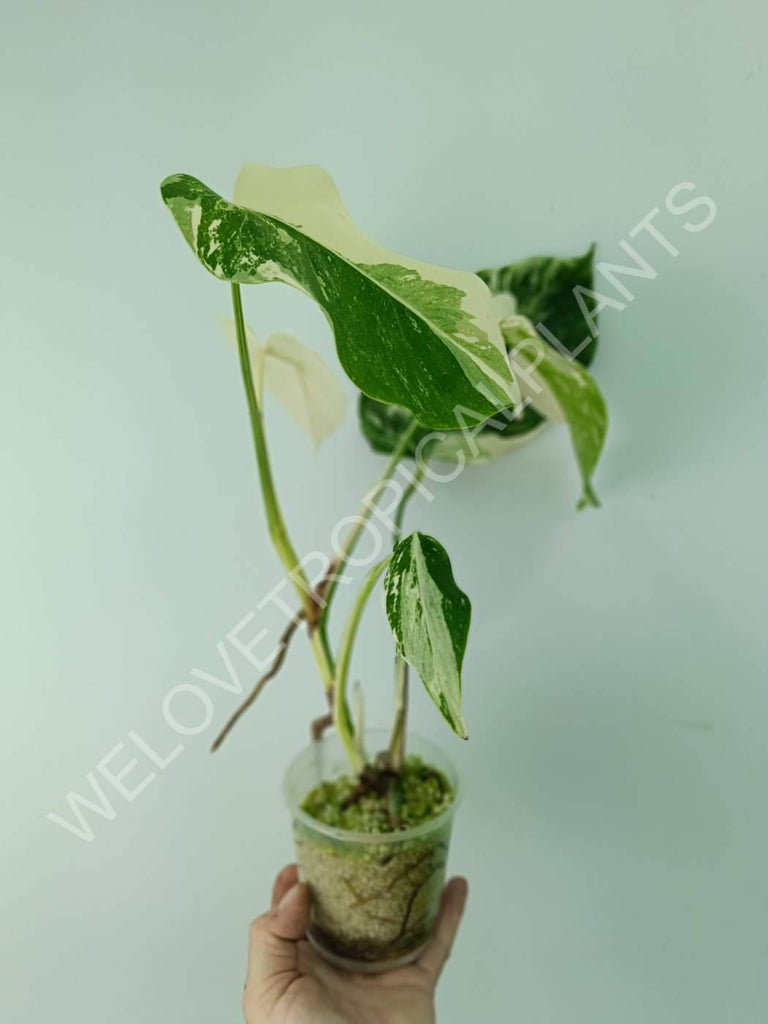 Monstera variegata albo extra white