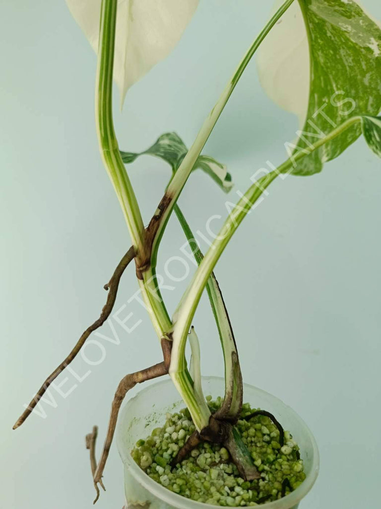 Monstera variegata albo extra white