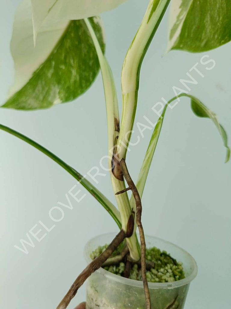 Monstera variegata albo extra white