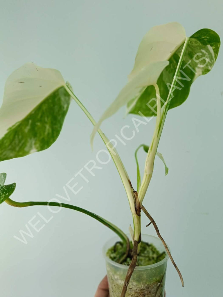 Monstera variegata albo extra white