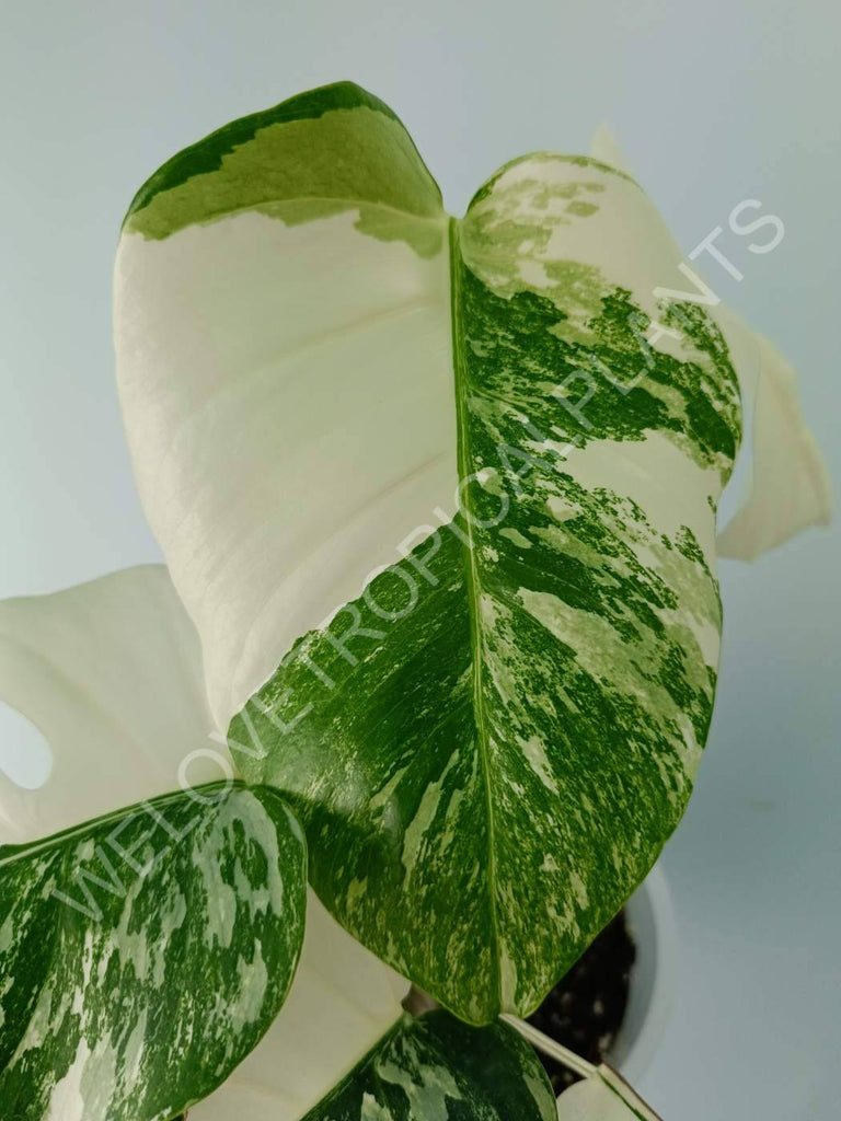 Monstera variegata albo extra white