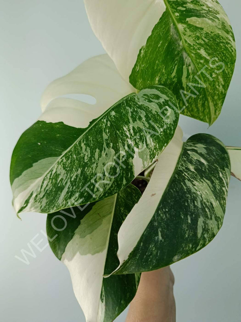 Monstera variegata albo extra white