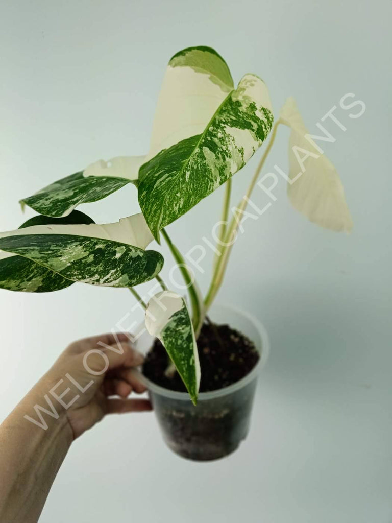 Monstera variegata albo extra white