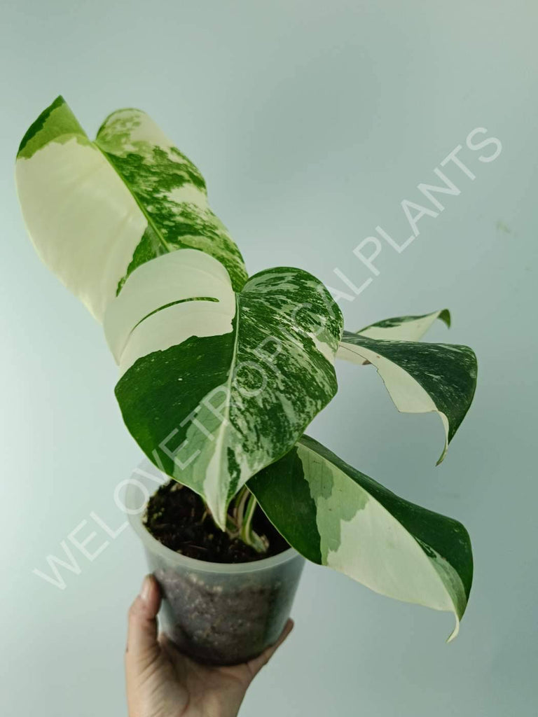 Monstera variegata albo extra white