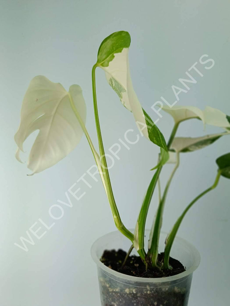 Monstera variegata albo extra white