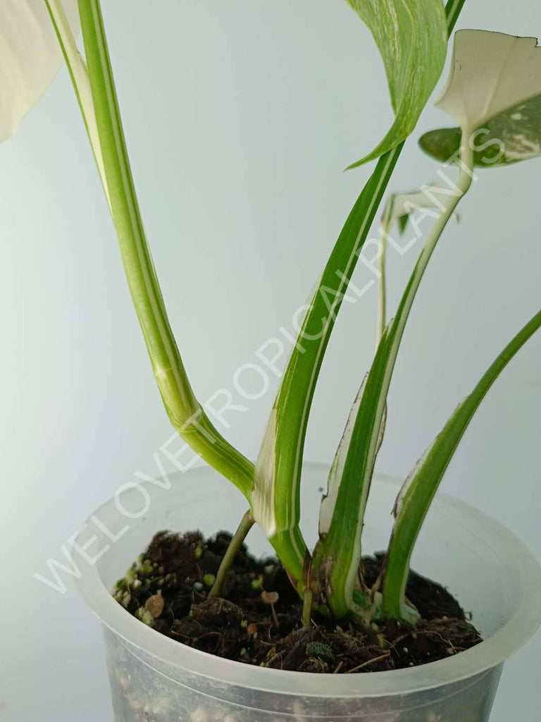 Monstera variegata albo extra white