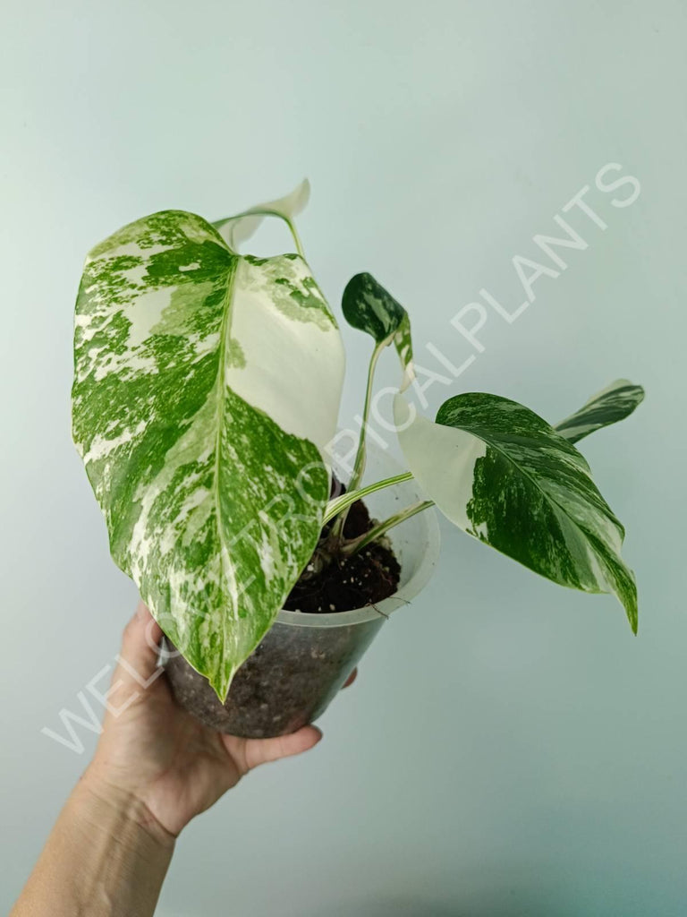 Monstera deliciosa variegata albo extra white