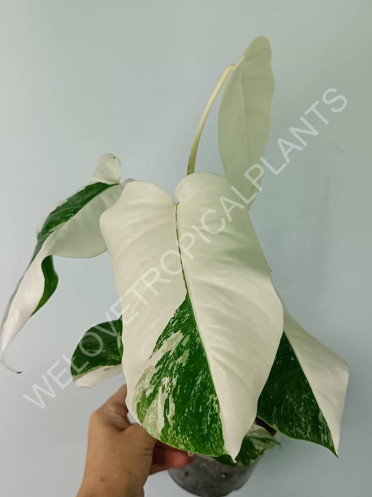 Monstera deliciosa variegata albo extra white