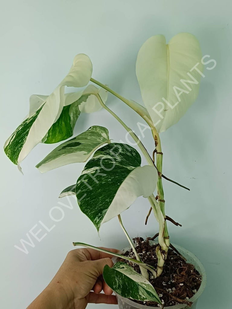 Monstera deliciosa variegata albo extra white