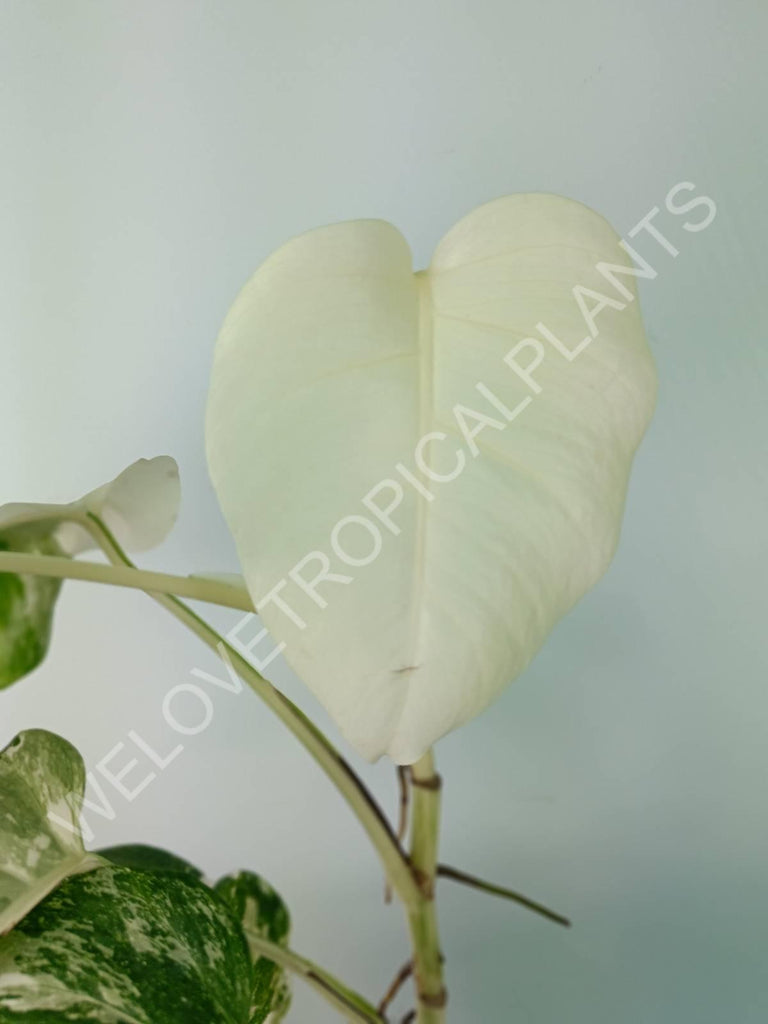 Monstera deliciosa variegata albo extra white