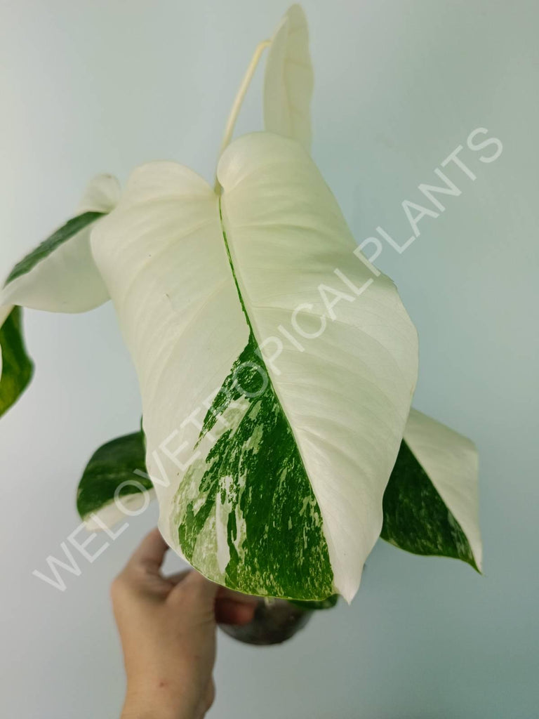 Monstera deliciosa variegata albo extra white