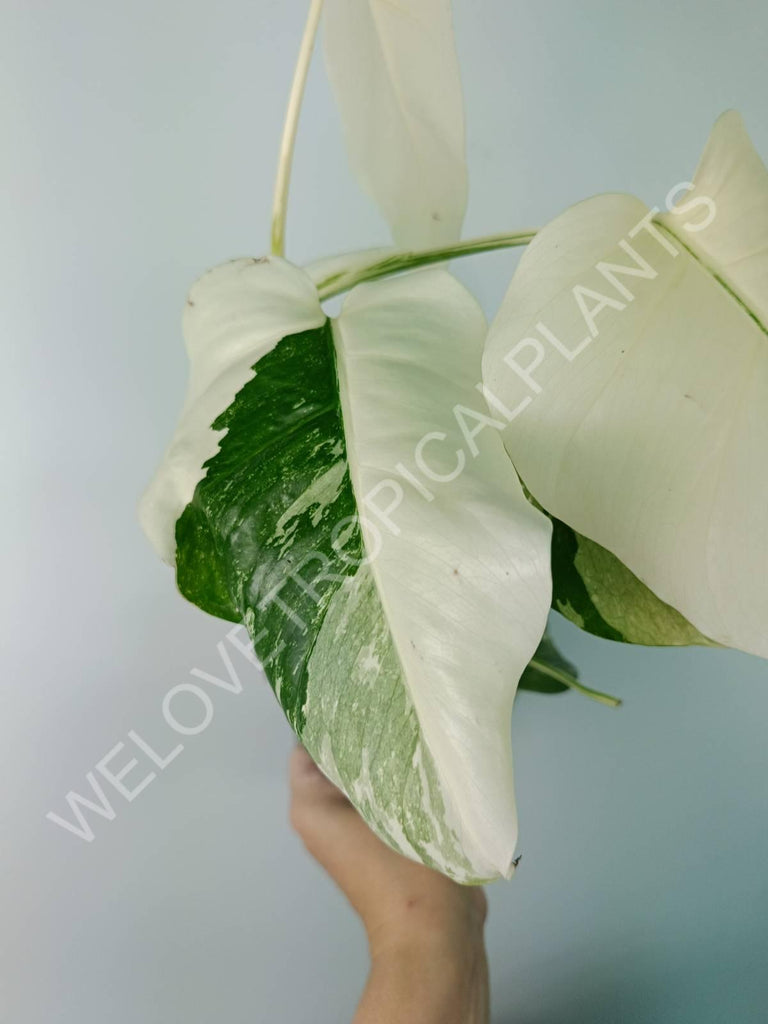 Monstera deliciosa variegata albo extra white