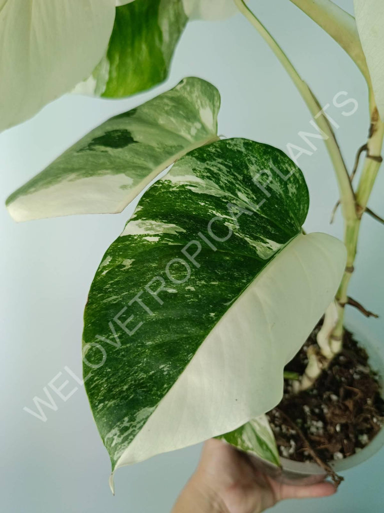 Monstera deliciosa variegata albo extra white