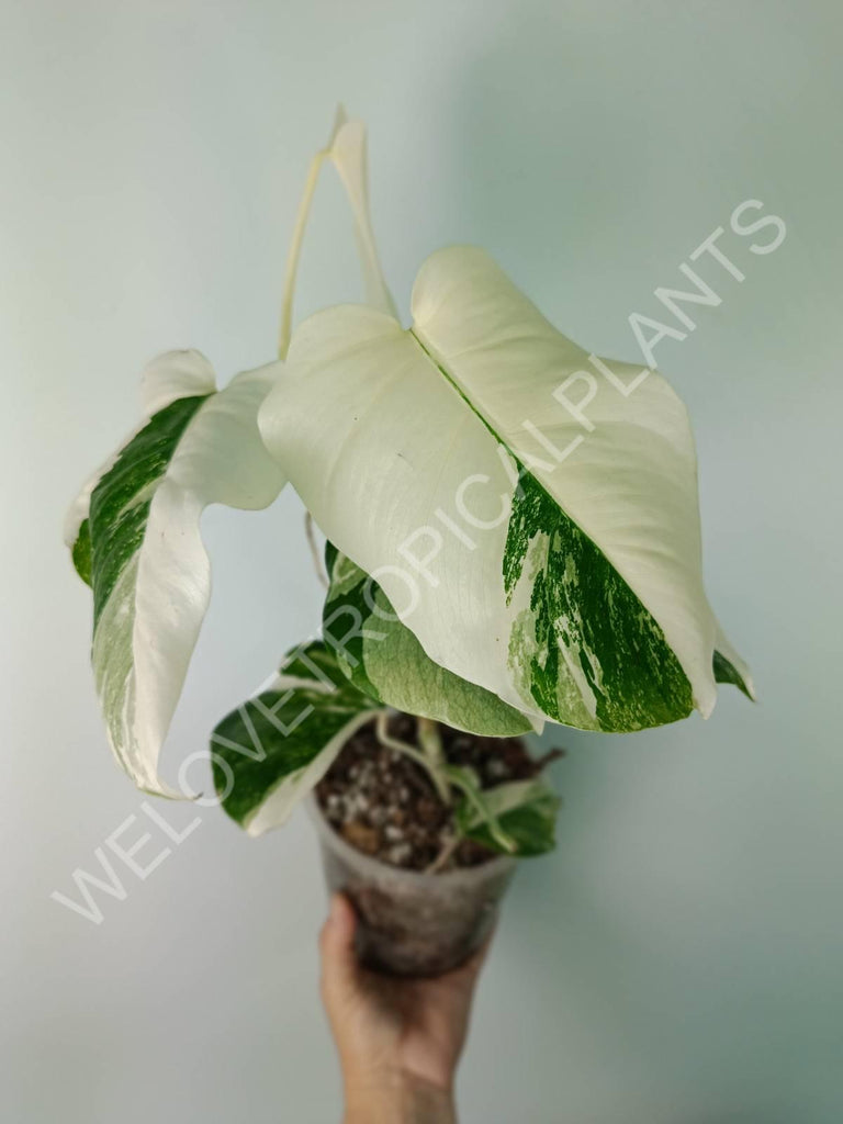 Monstera deliciosa variegata albo extra white