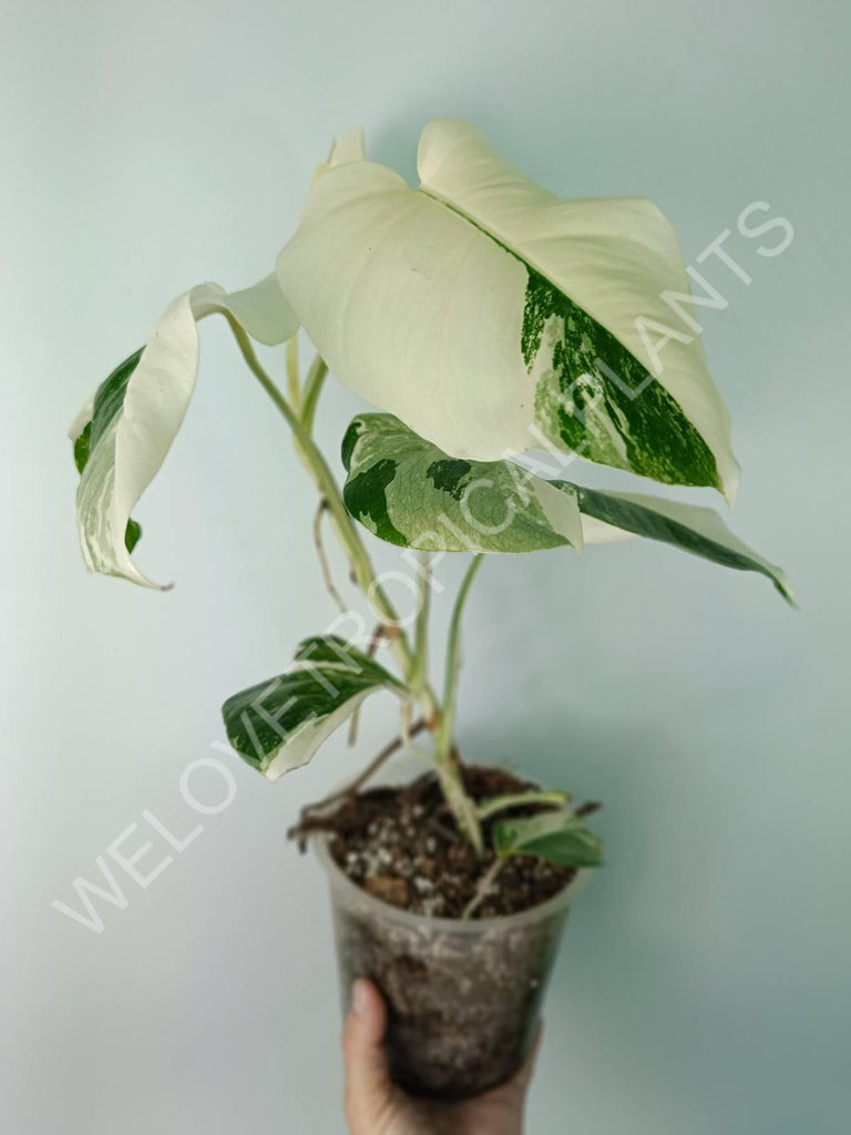 Monstera deliciosa variegata albo extra white