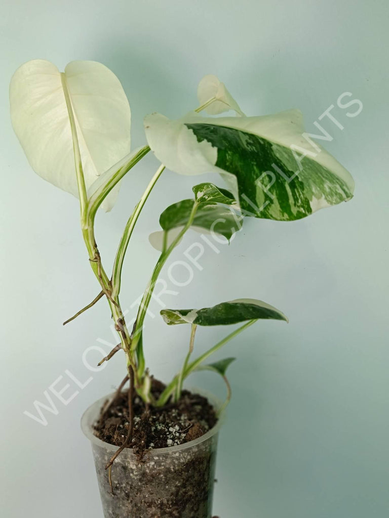 Monstera deliciosa variegata albo extra white