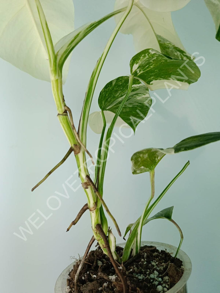 Monstera deliciosa variegata albo extra white