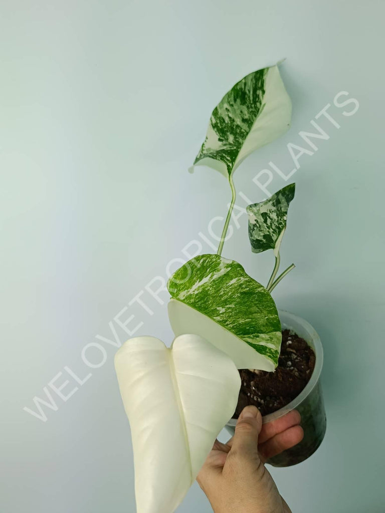 Monstera deliciosa variegata albo extra white