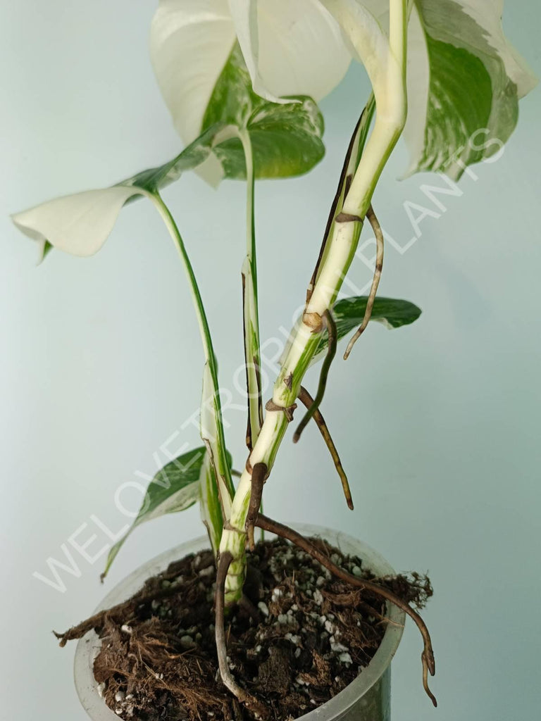 Monstera deliciosa variegata albo extra white