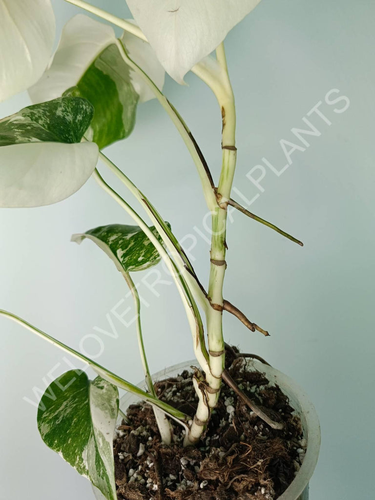 Monstera deliciosa variegata albo extra white