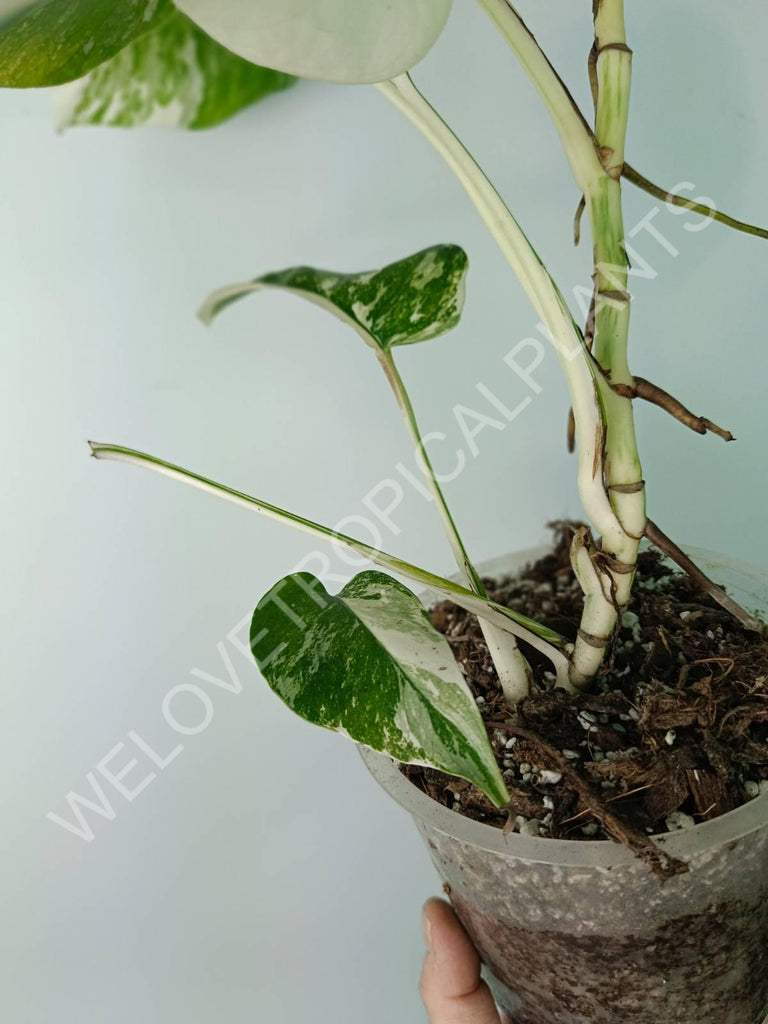 Monstera deliciosa variegata albo extra white