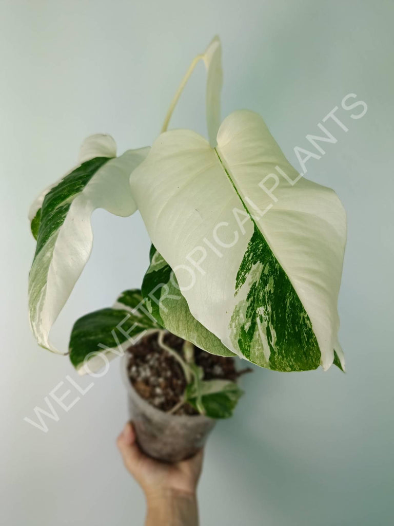 Monstera deliciosa variegata albo extra white