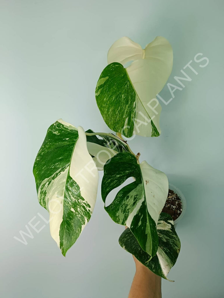 Monstera deliciosa variegata albo extra white