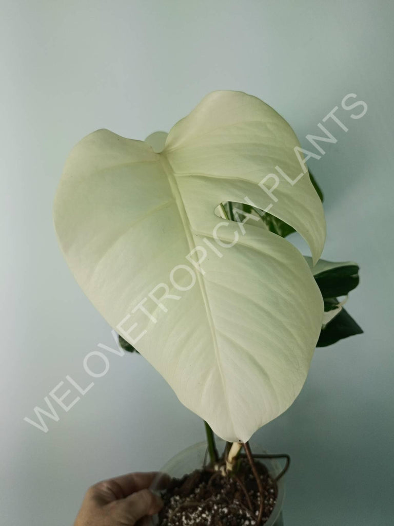 Monstera deliciosa variegata albo extra white