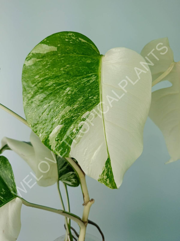 Monstera deliciosa variegata albo extra white