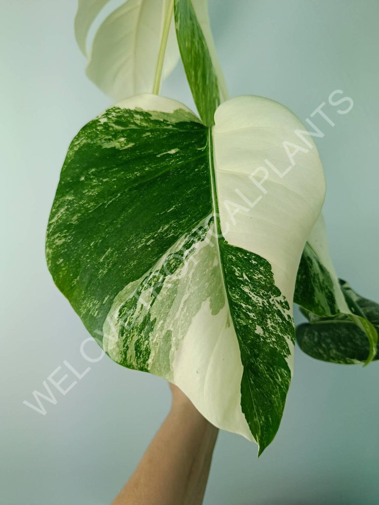 Monstera deliciosa variegata albo extra white