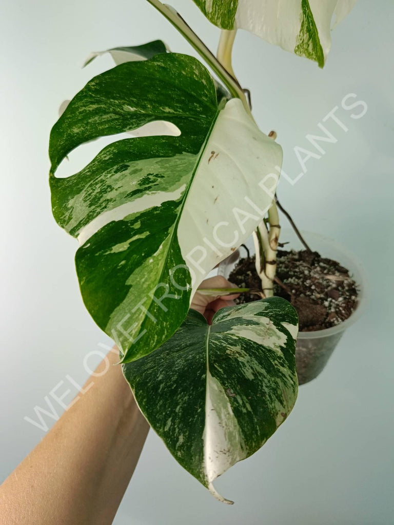 Monstera deliciosa variegata albo extra white