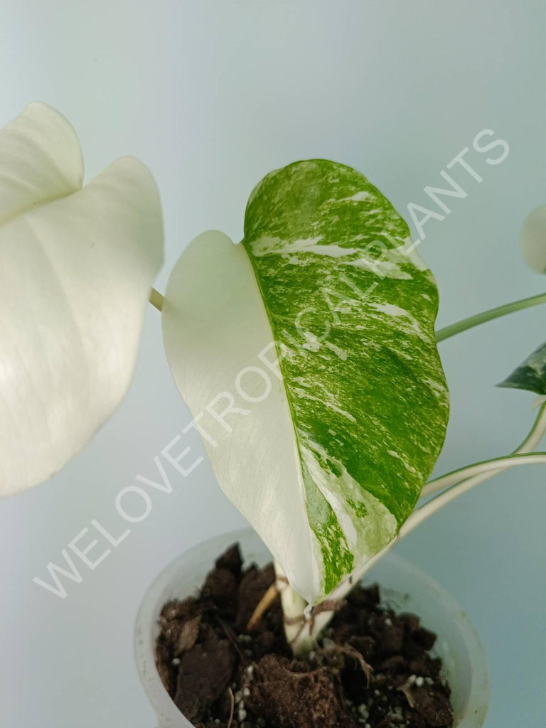 Monstera deliciosa variegata albo extra white