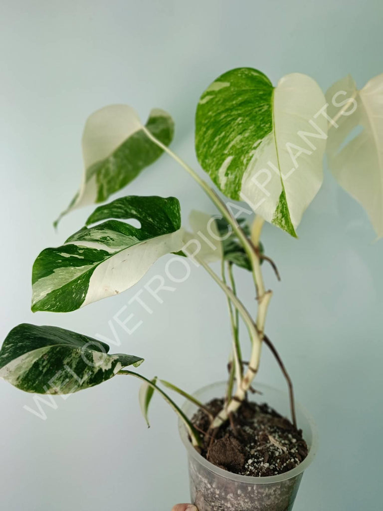 Monstera deliciosa variegata albo extra white